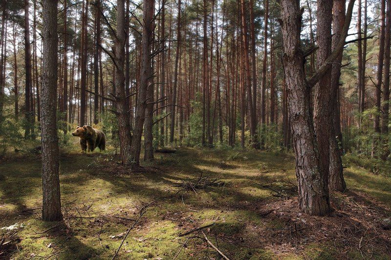 утро в сосновом бору...или такой вот шишкин лес )photo preview