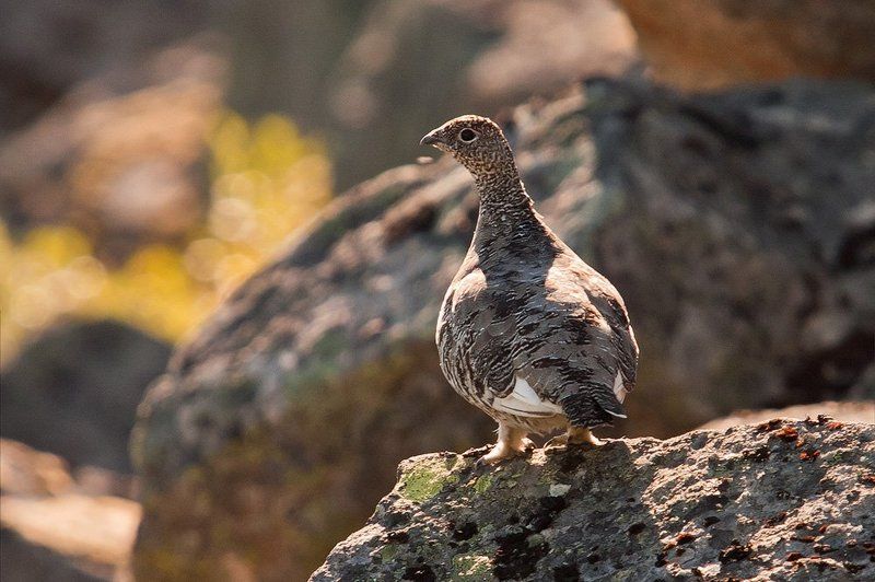кольский, полуостров, куропатка Неожиданная встреча фото превью