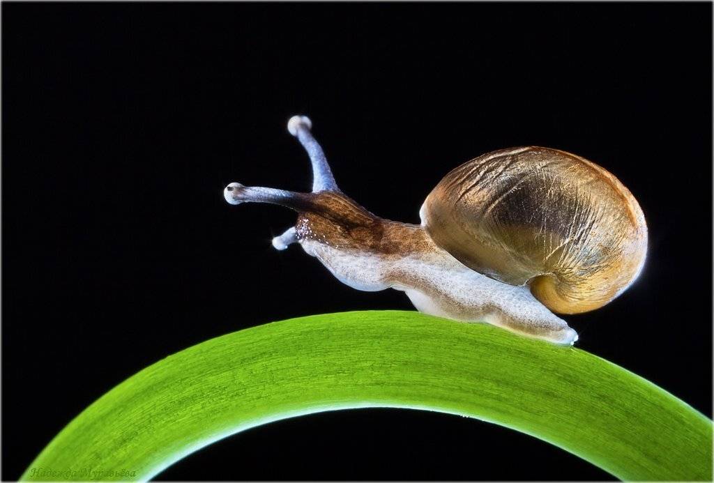 "Улитка на склоне". Автор: Надежда Муравьёва улитка, Надежда Муравьёва