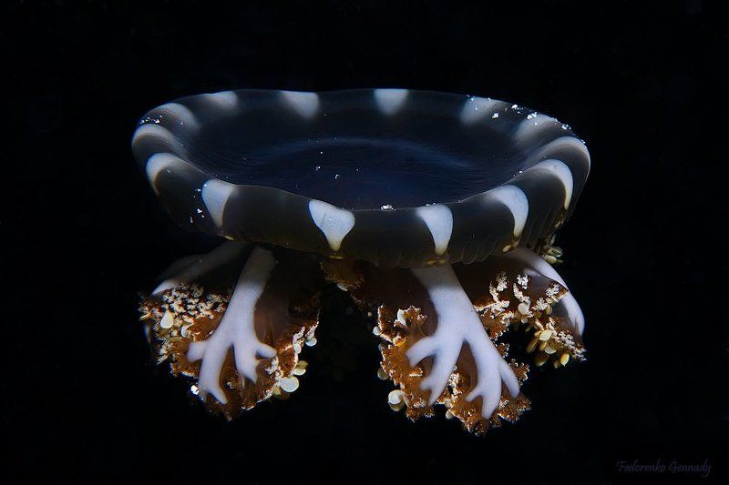 Cassiopeia Аndromedaphoto preview