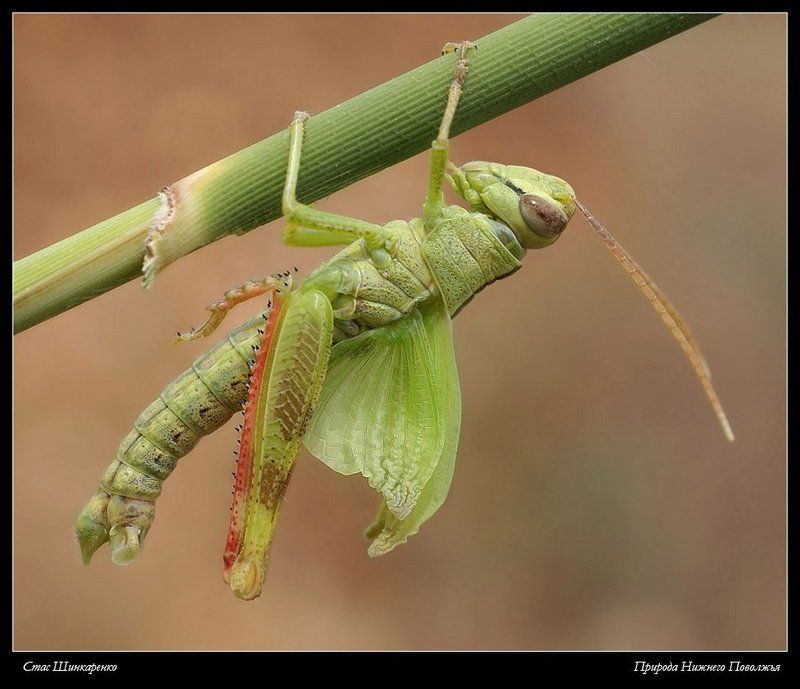 Расправка крыльевphoto preview