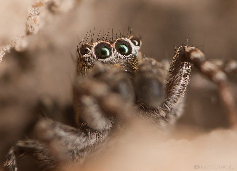 везде эти папараци.....photo preview