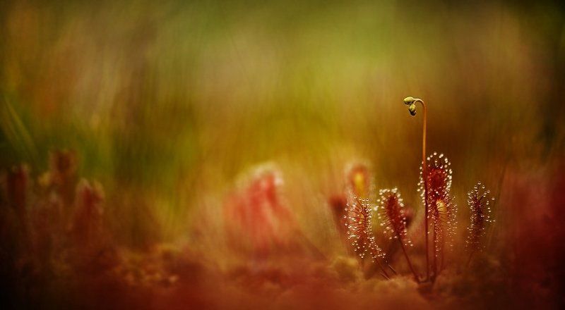 росянка, макропейзаж о росянкеphoto preview