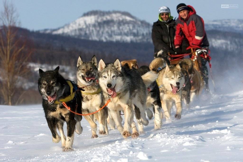 ездовые собаки, упряжка, зима, Сергей Краснощёков