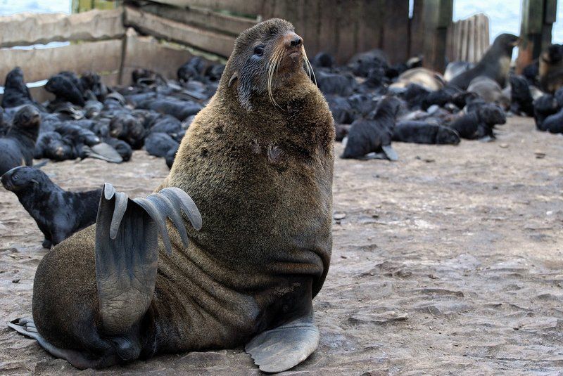 сахалин, тюлений,  тюлни,  сивучи,  морские  котикит На  острове  Тюленийphoto preview