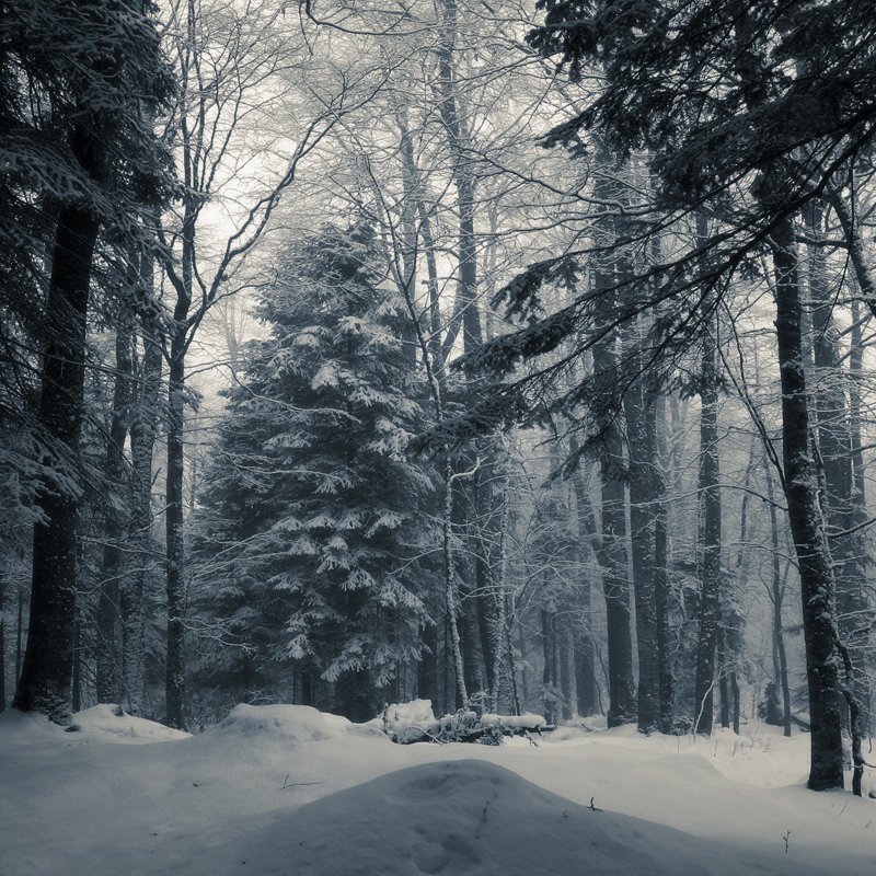 Дремучий зимний горный лесphoto preview