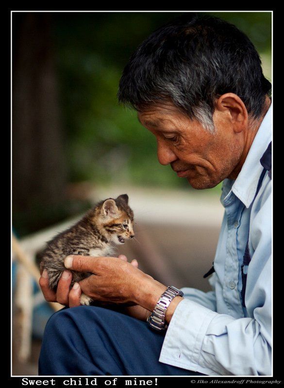 cat, canon, homeless, kobe, japan, 85mm Sweet Child of Minephoto preview