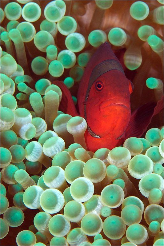 clown fish, underwater, indonesia, bali, anemone Красныйphoto preview