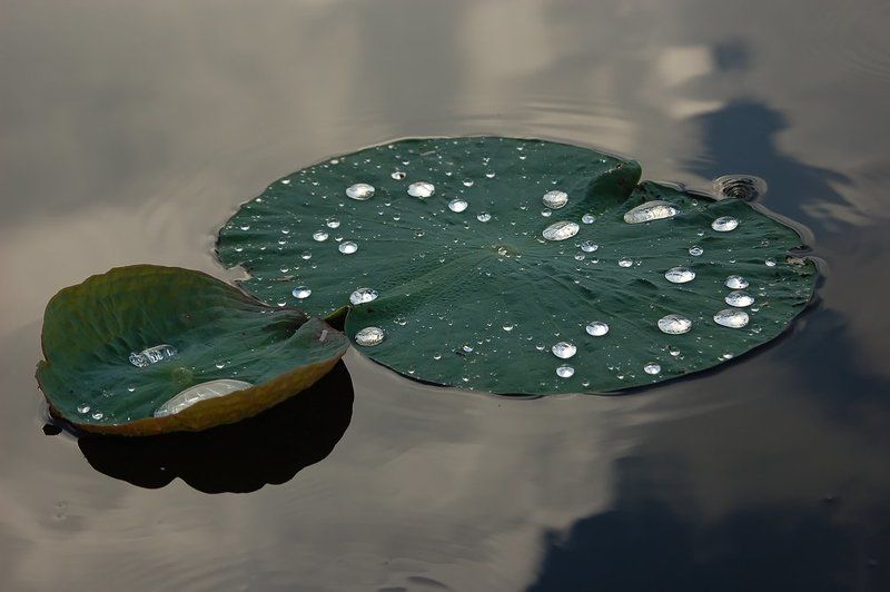 капли дождяphoto preview