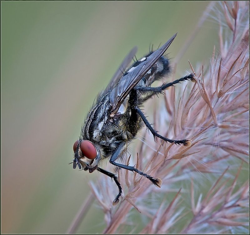 Серебряное копытце.photo preview