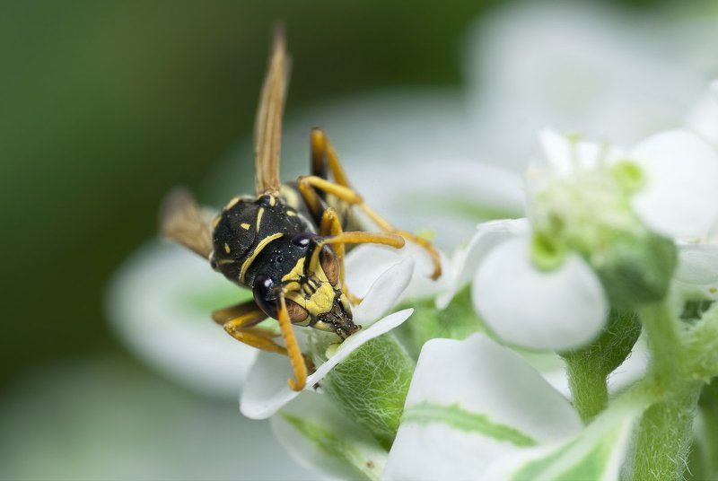 оса, макро, micro-nikkor af 105mm f/2.8 d, nikon d80 Нектарный Мохитоphoto preview