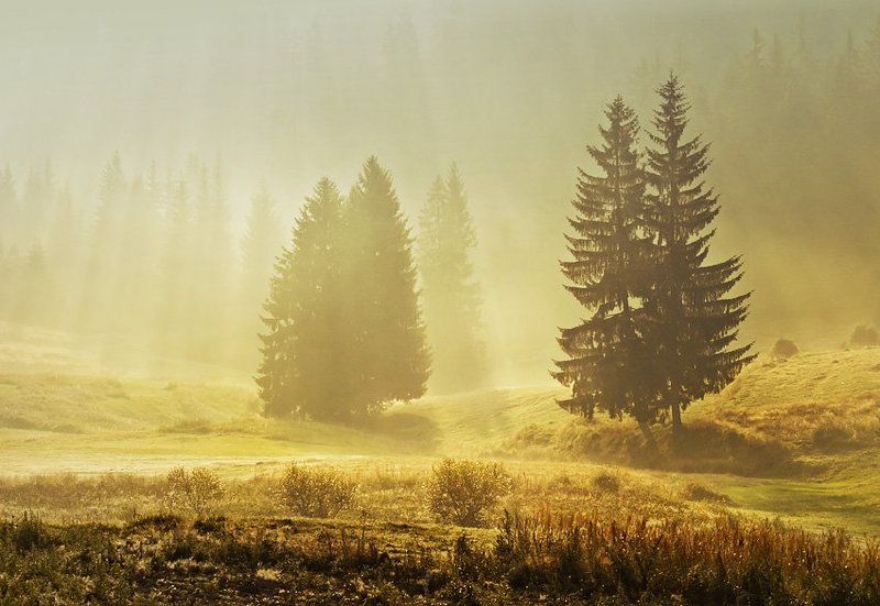 morning, rodopi, krusev, fogs ,sun rays, forest, Rodopi morningphoto preview