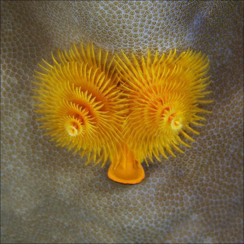 underwater, bali Рожицаphoto preview