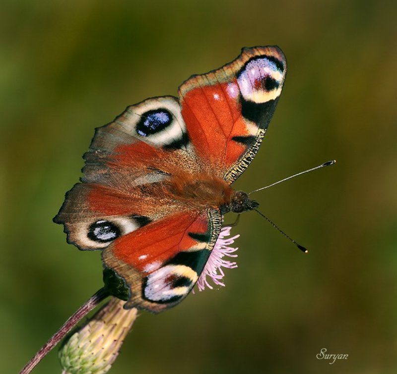 лето, трава, бабочка Не угодно ли со мной потешиться, поиграть в шахматы, игру заморскую? фото превью
