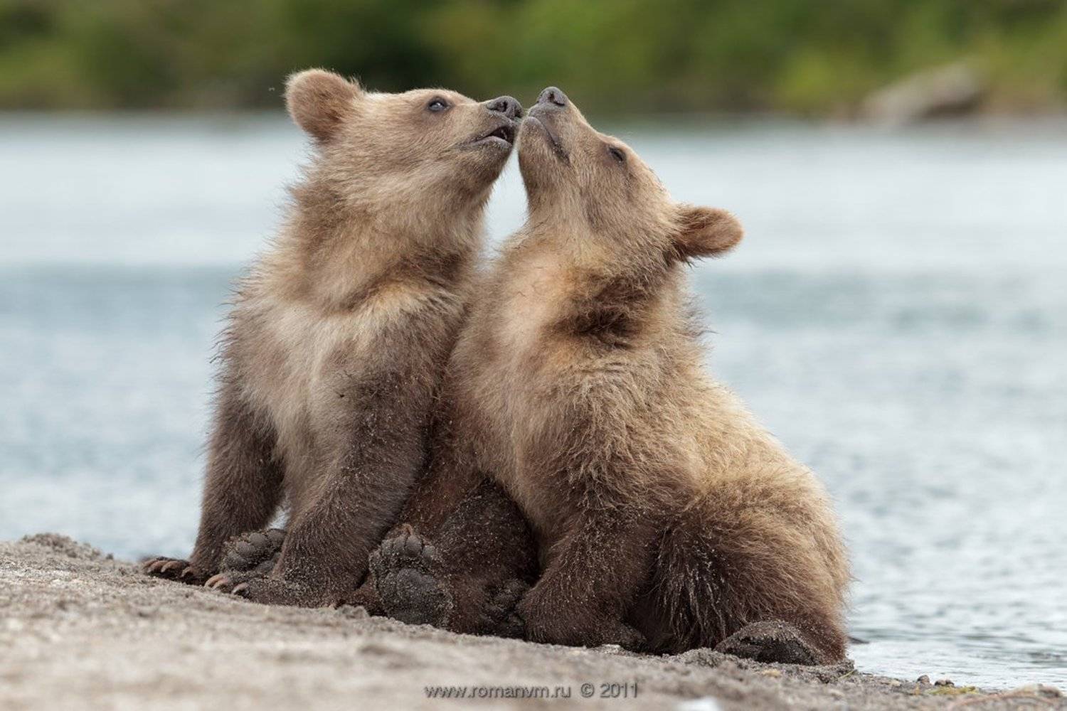 камчатка, медведь, озеро курильское, Роман Мурушкин