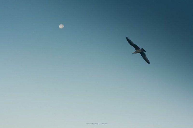 Albatrossphoto preview