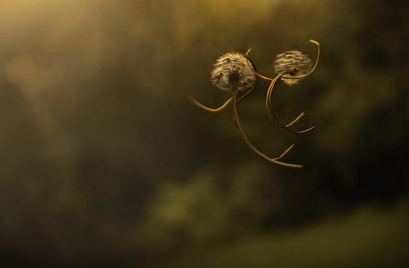 полёт, одуванчики, жизнь, любовь, мечта мечта...photo preview