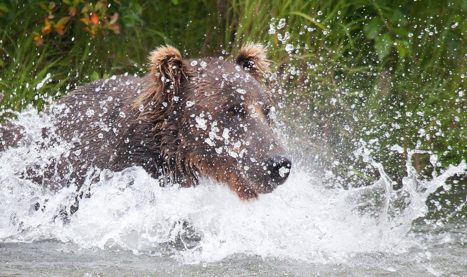 ПОРТРЕТ ГРИЗЛИ В 3/4.... Автор: Yuri Ovchinnikov , Yuri Ovchinnikov