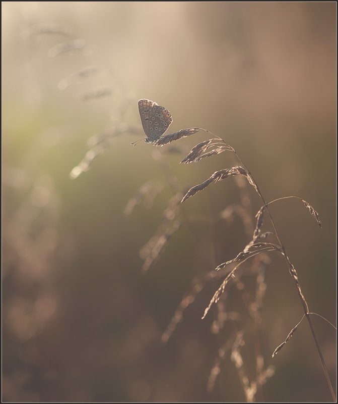 Волшебные сны.photo preview