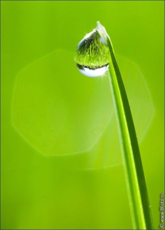 макро, капля, роса, травинка Путешествие капелькиphoto preview