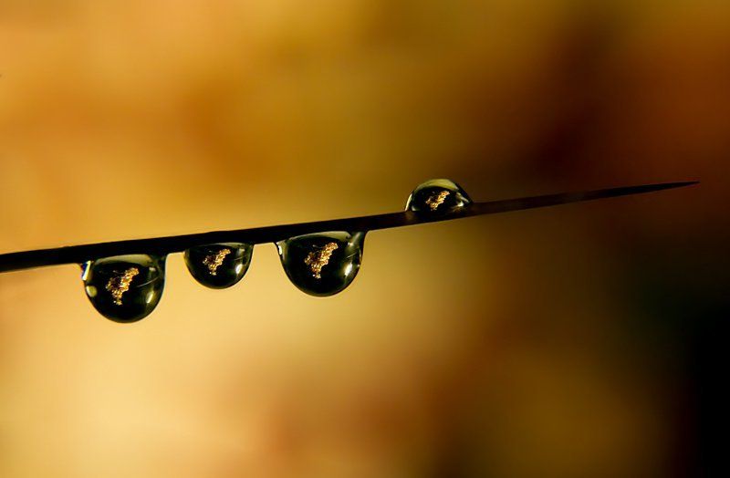 кактус, капля, отражение Нанизанные отражения.photo preview