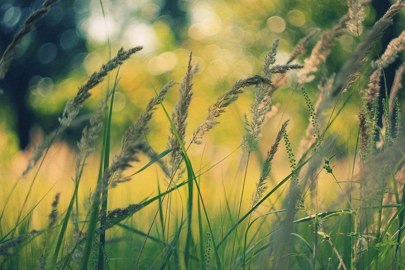 Summer lightsphoto preview