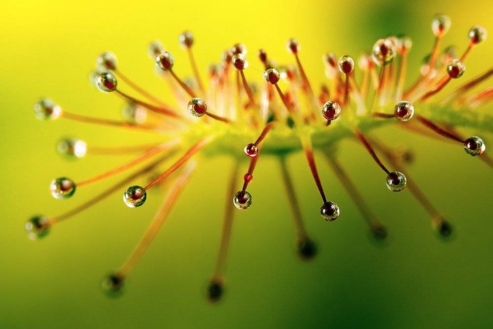 Слезы солнца. Автор: Linas T drosera, madagascariensis, Linas T
