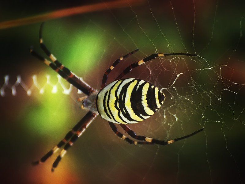 Паук-оса.photo preview