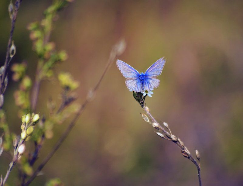 Последнее дыхание летаphoto preview