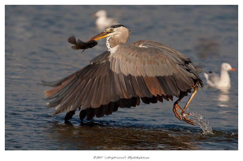 серая цапля, grey heron, израиль, цапля Cерая цапля - Grey Heronphoto preview