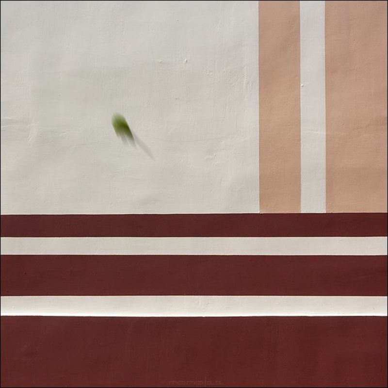 #7703. Leaf & linesphoto preview