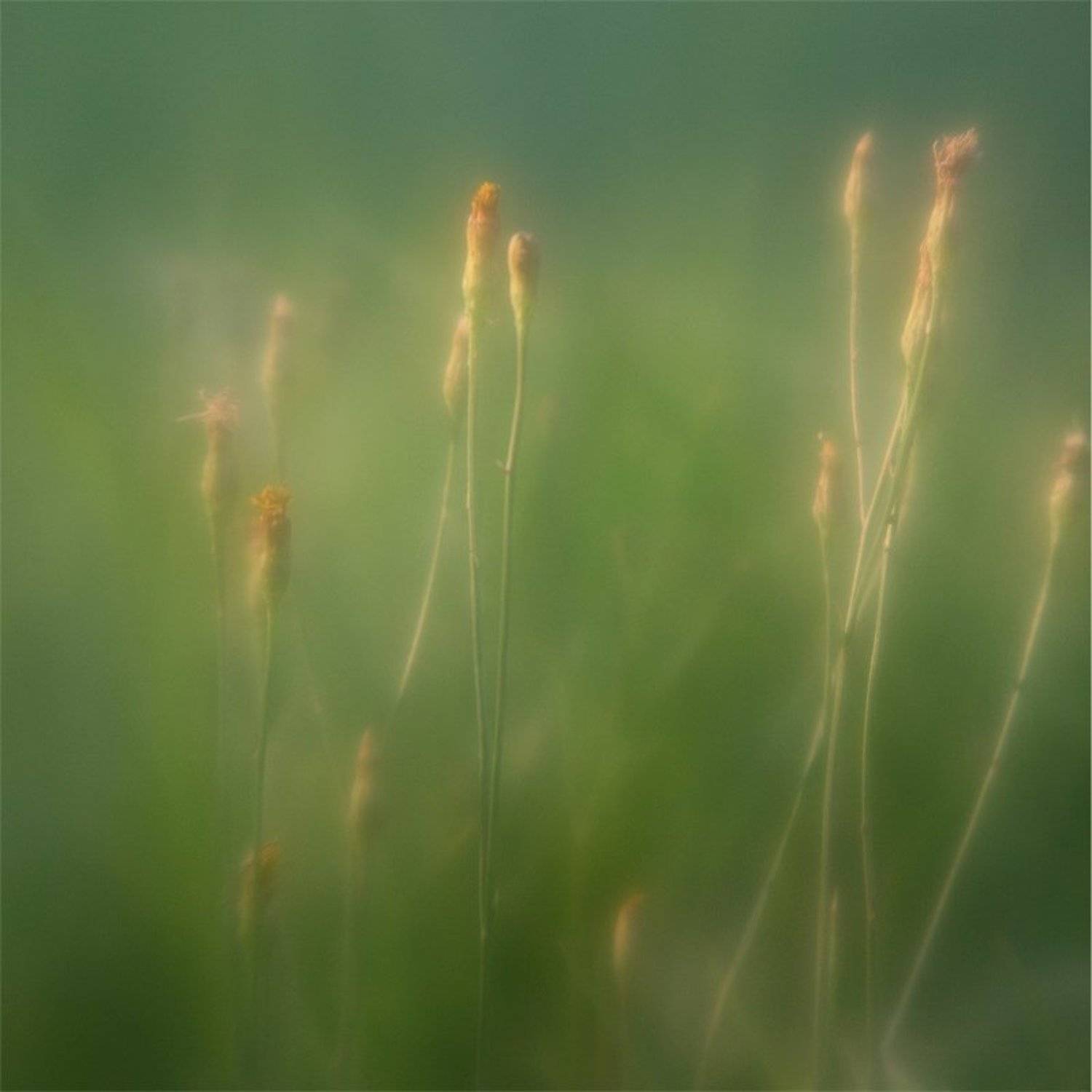 ***. Автор: Володимир Коцюбенко monocle, Володимир Коцюбенко