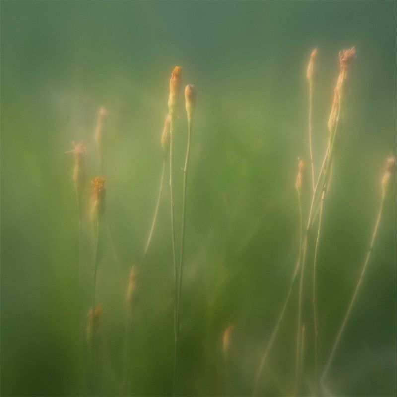 monocle ***photo preview