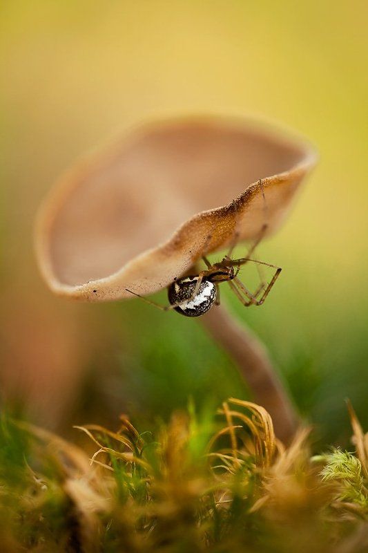 паук спрятался...photo preview