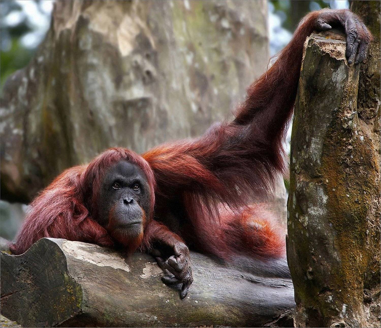 орангутанг, сепилок, борнео, Ne Horoshiy