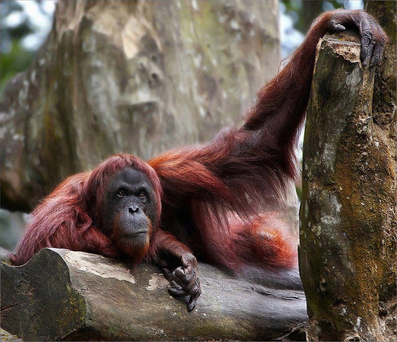 орангутанг, сепилок, борнео С силой в руках. С мыслью в глазах.photo preview