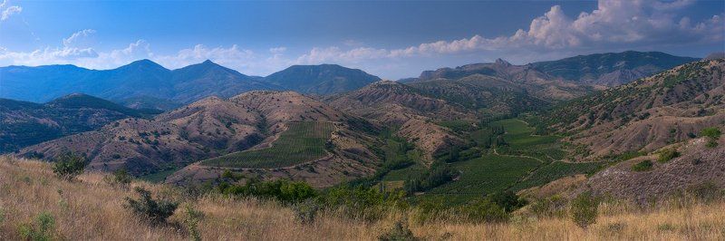 крым, виноградники Виноградники в полденьphoto preview