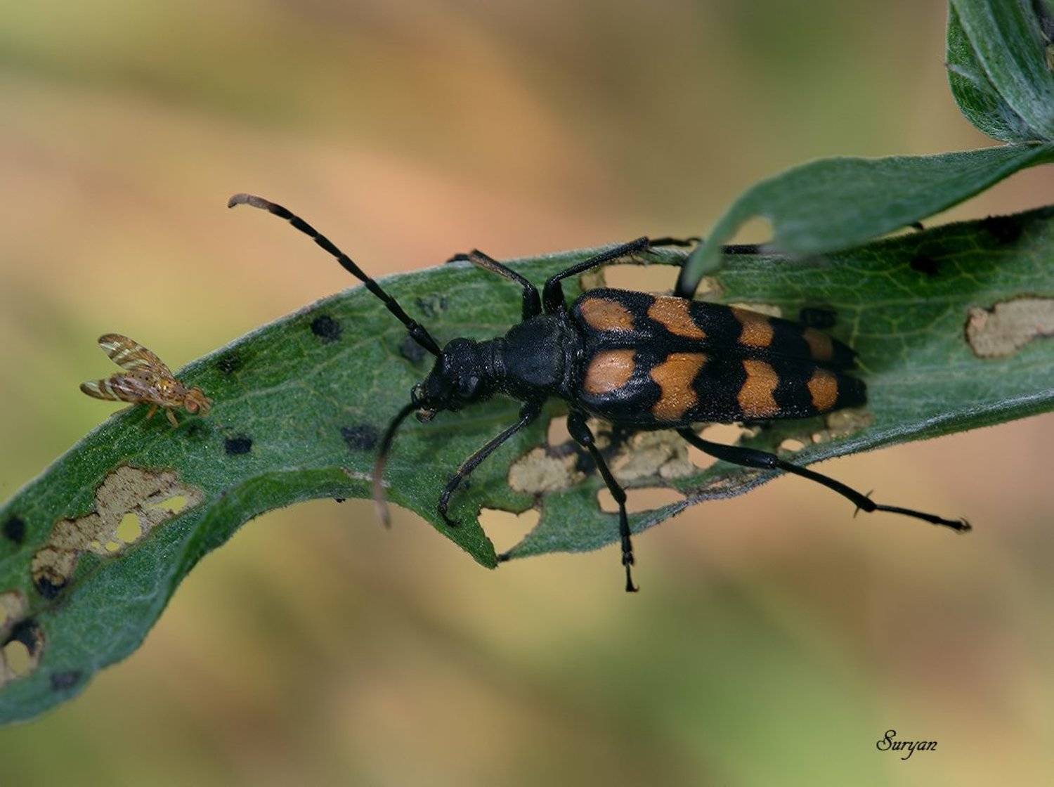 лето, листок, макра, Олег Сурьянинов