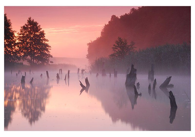 рассвет стволы река в мире грезphoto preview