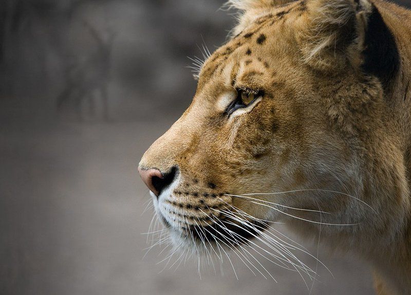 львиная, охота Львиная охотаphoto preview