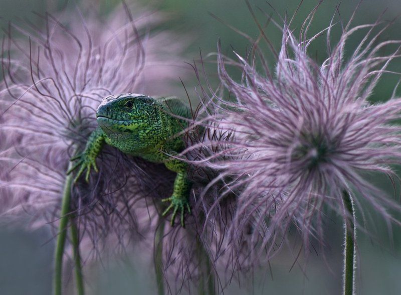 ящерица Угнездился :)photo preview