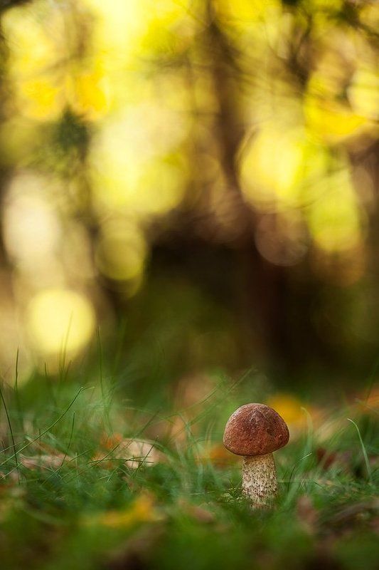 подберезовик подберезовик в солнечный деньphoto preview