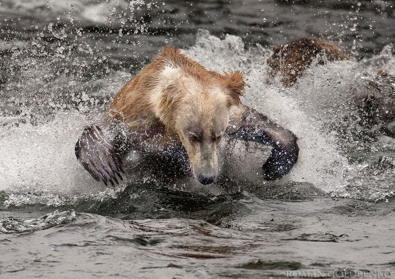 Пролетая над берлогой Гризли 2 / One Flew Over the Grizzly\'s Den 2.  Alaskaphoto preview