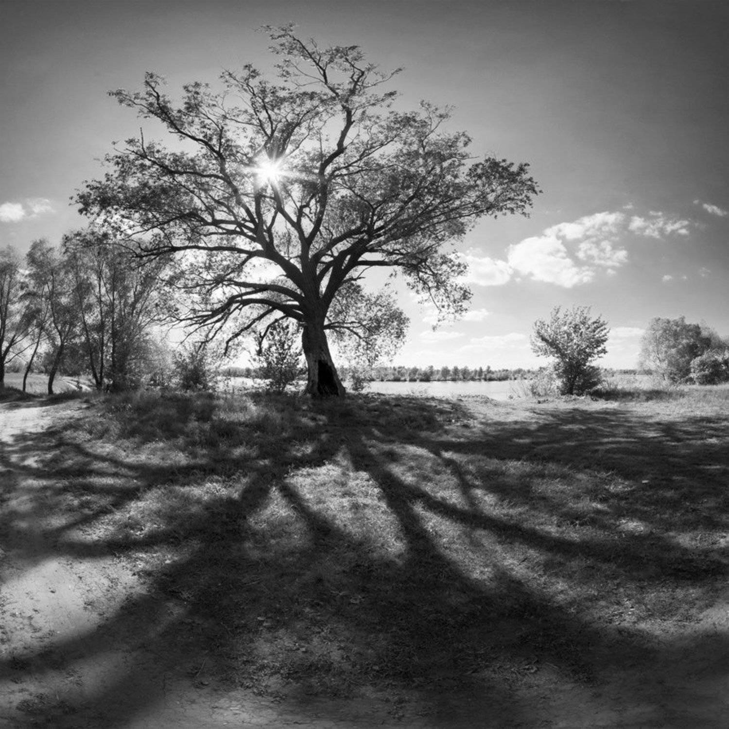 тенистое дерево. Автор: Piligrim природа, пейзаж, панорама, чб, дерево, тень, тени, Piligrim