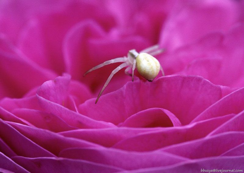 красавица и чудовищеphoto preview