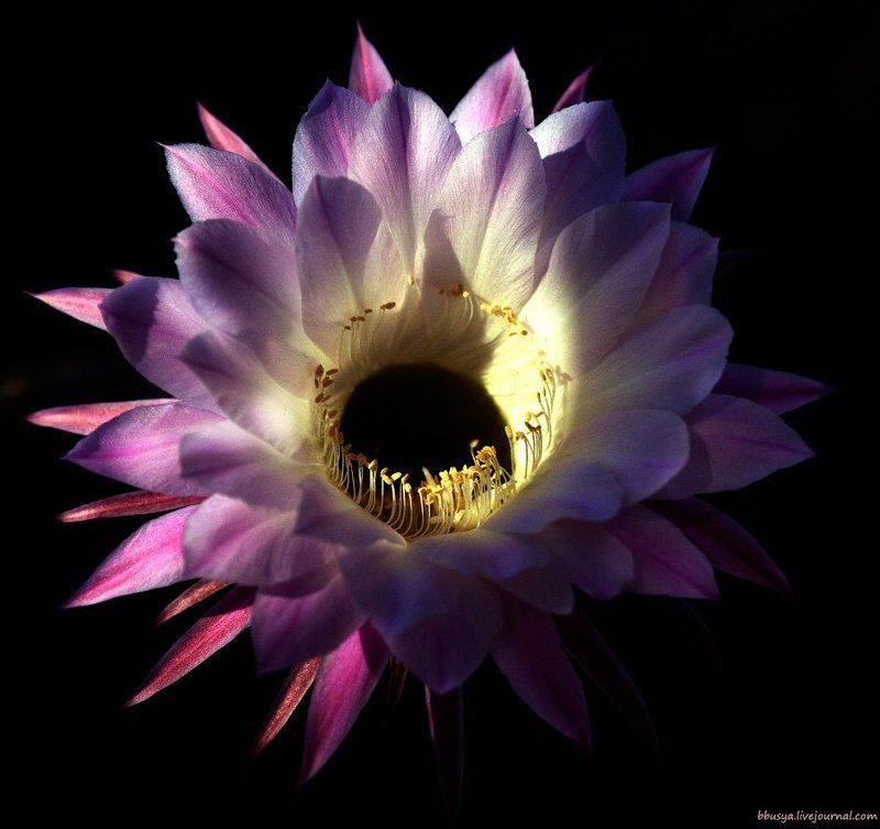 Джорджанаphoto preview