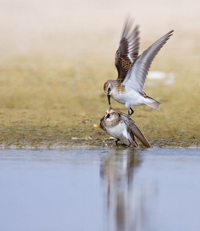 кулик, воробей куликова битваphoto preview