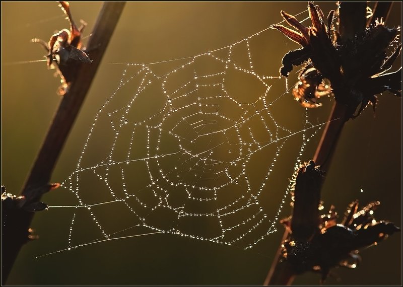 Созвездие паука.photo preview