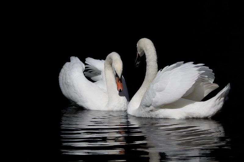 Тихая беседа.photo preview