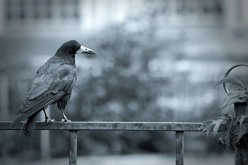 грачphoto preview